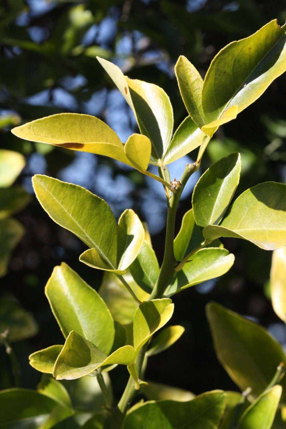              Sun leaves (Riverside, CA)       